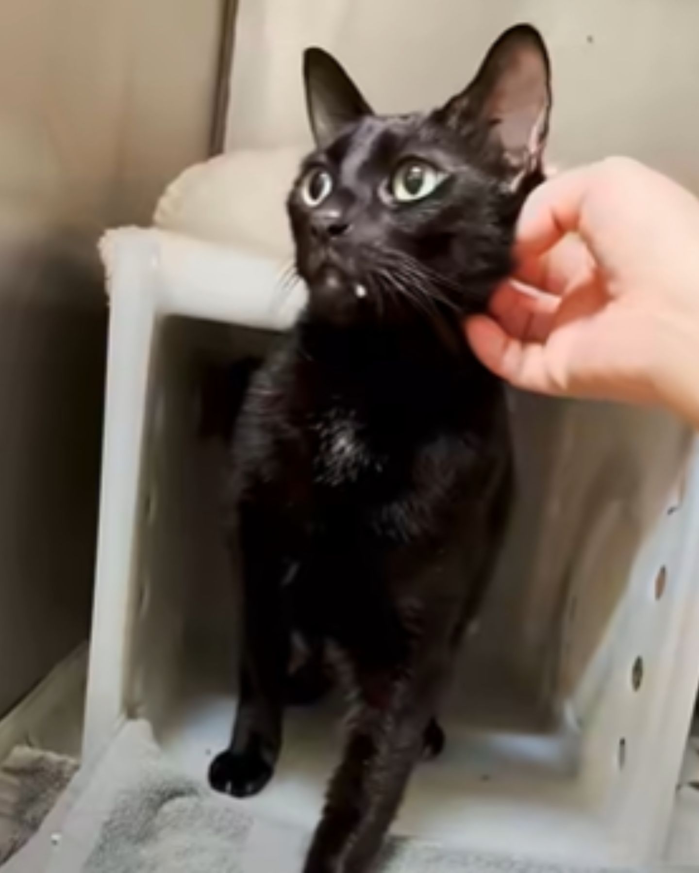 hand petting the cat