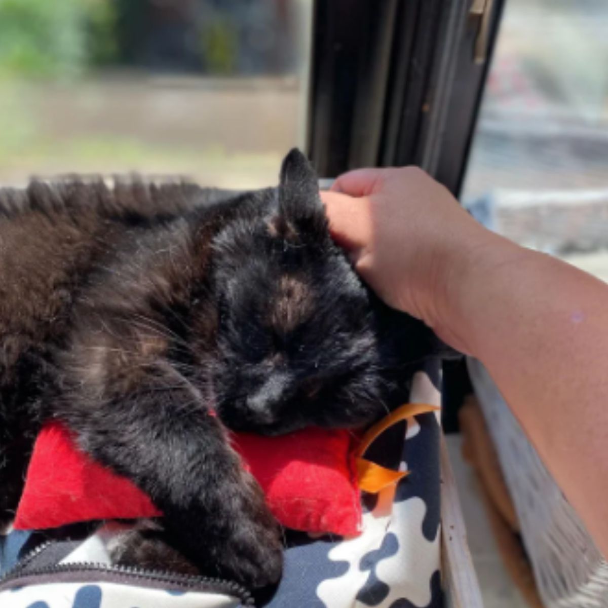 hand petting the cat while sleeping