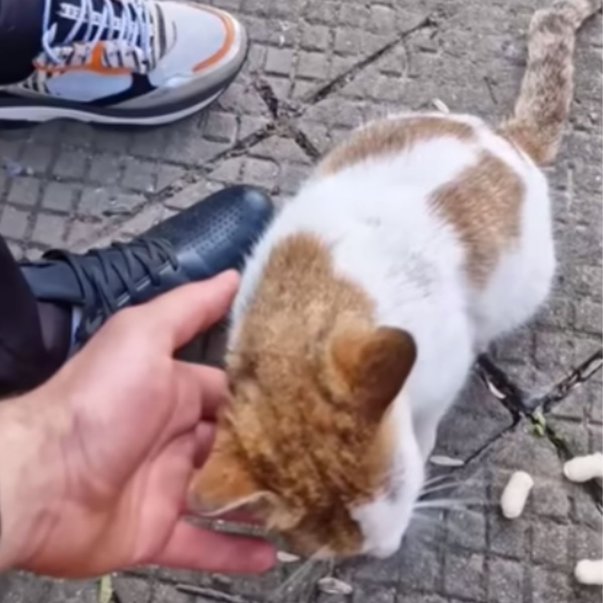 hand petting the cat