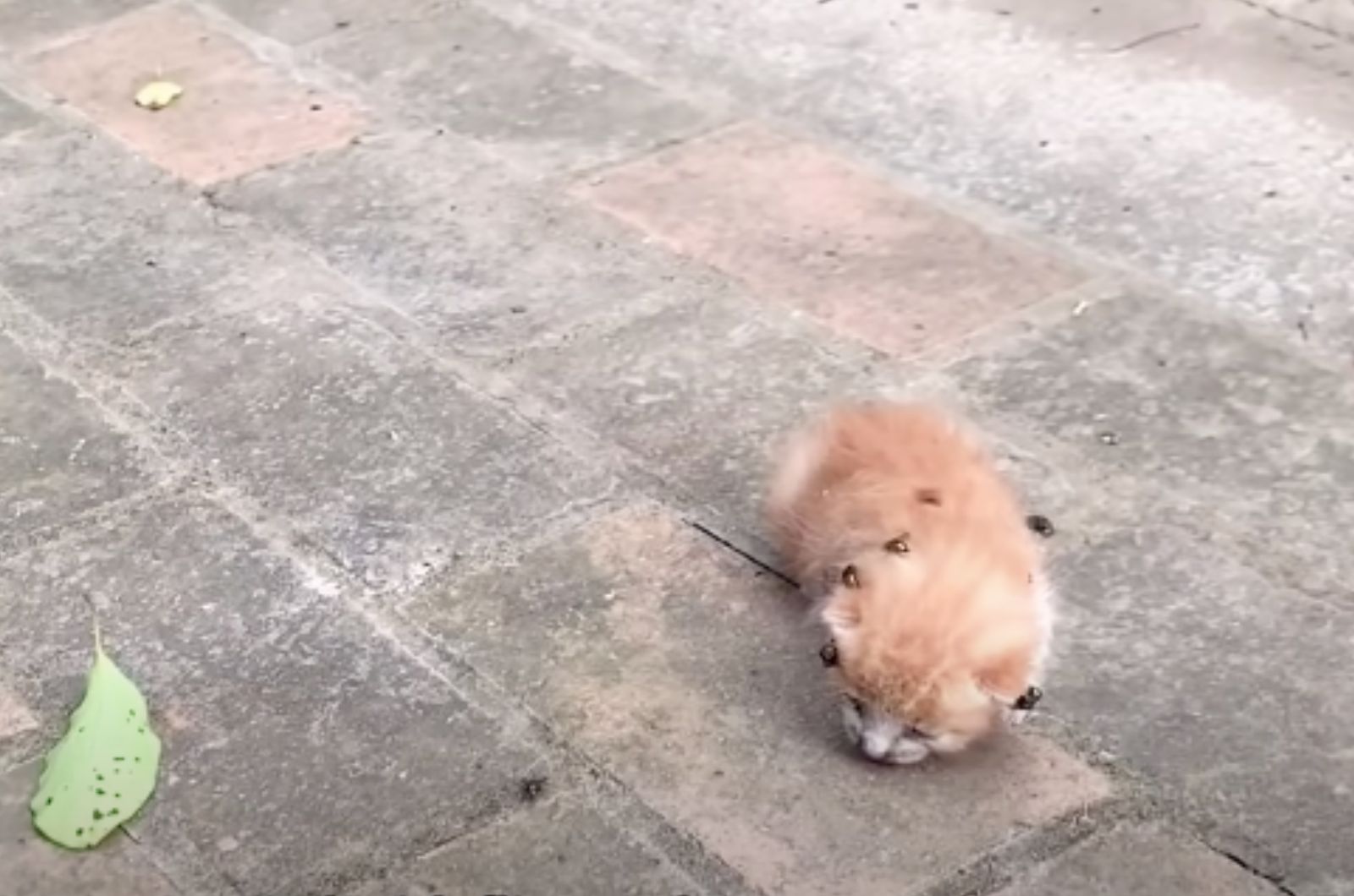 kitten covered in maggots