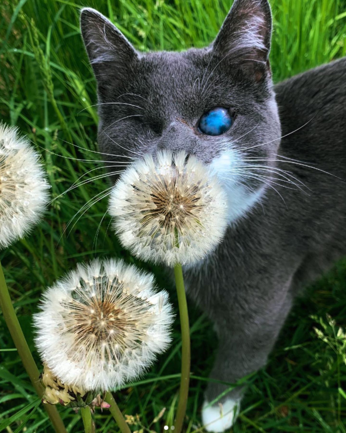 kitten in grass