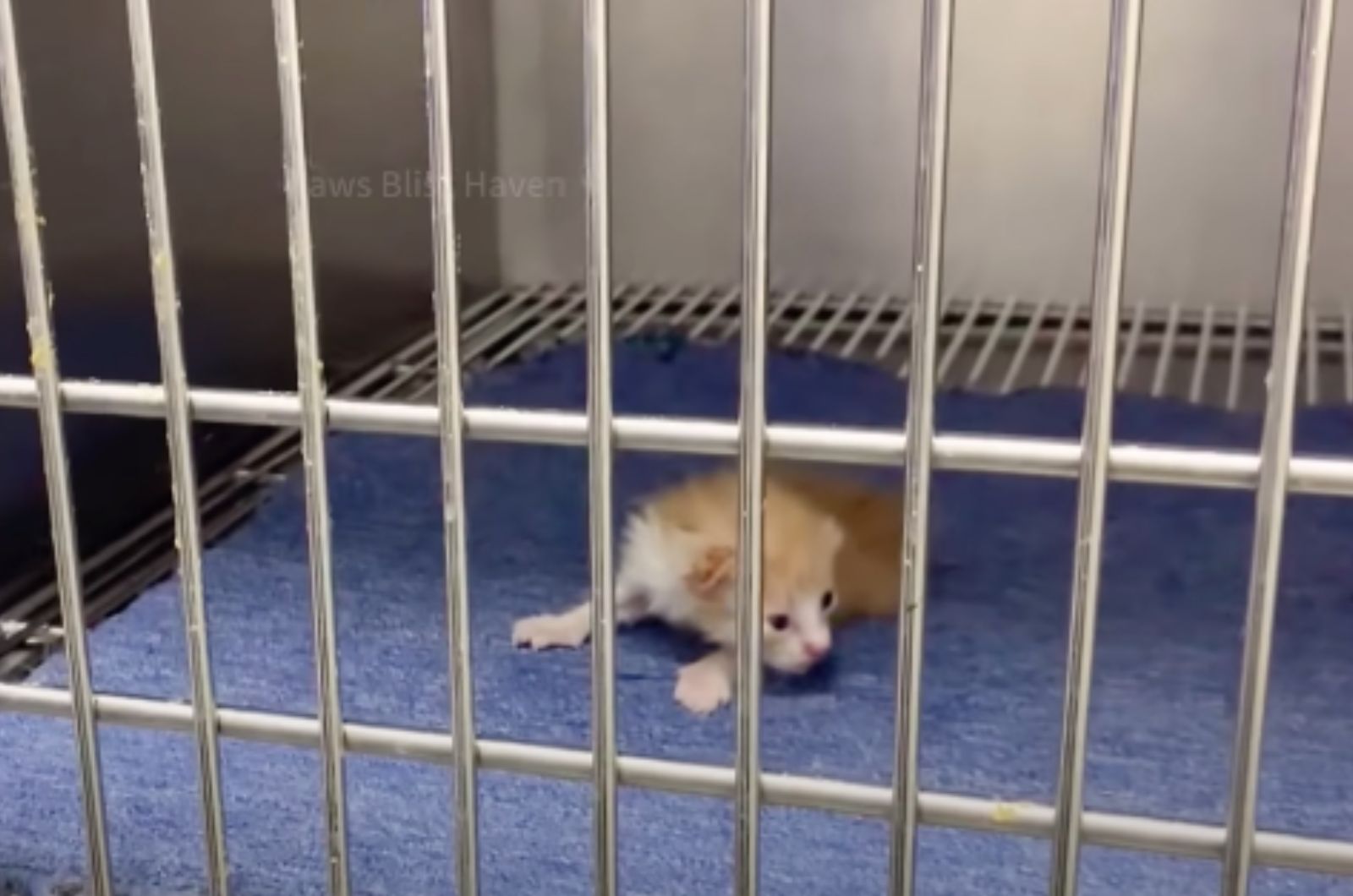 kitten lying in cage