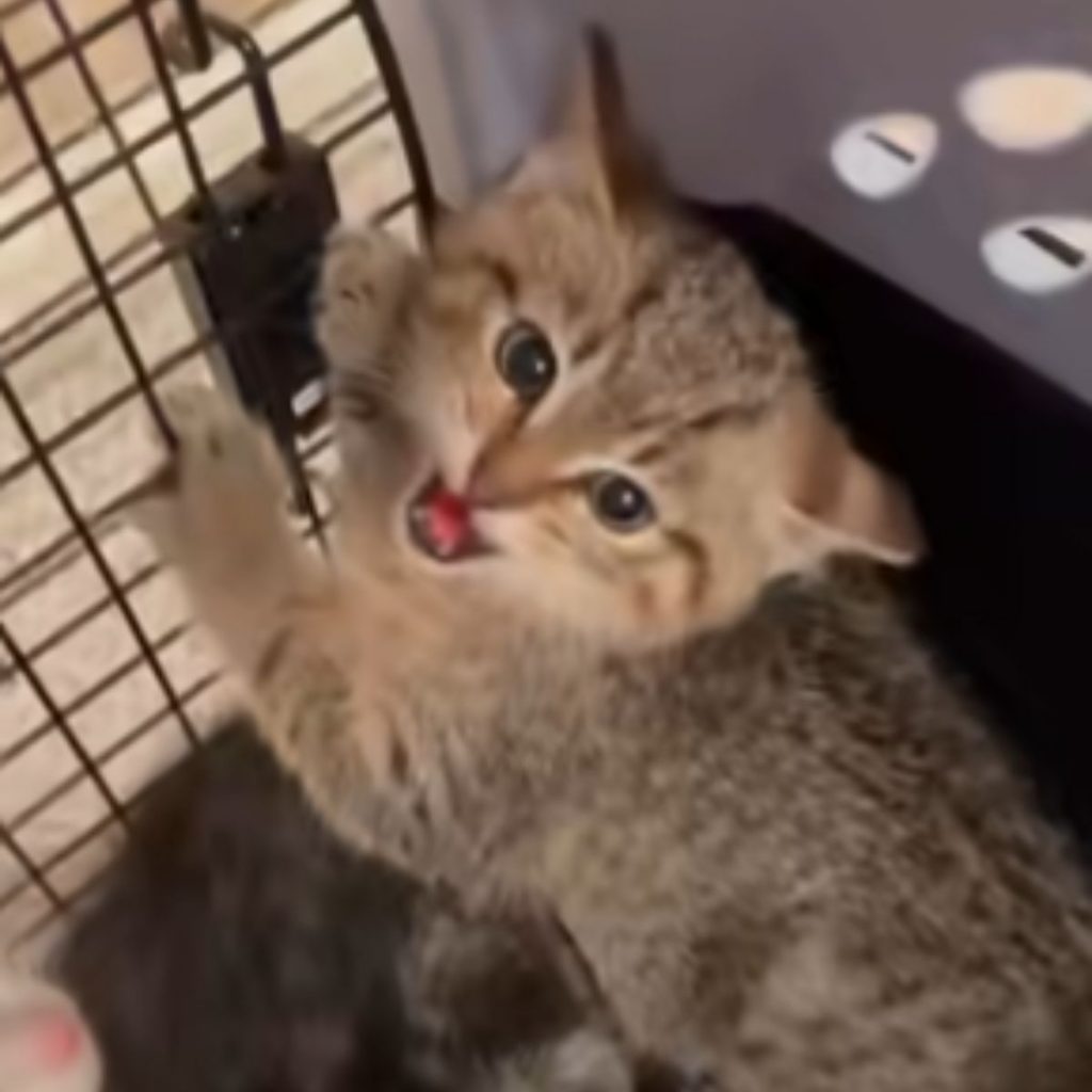 kitten meows in a cage