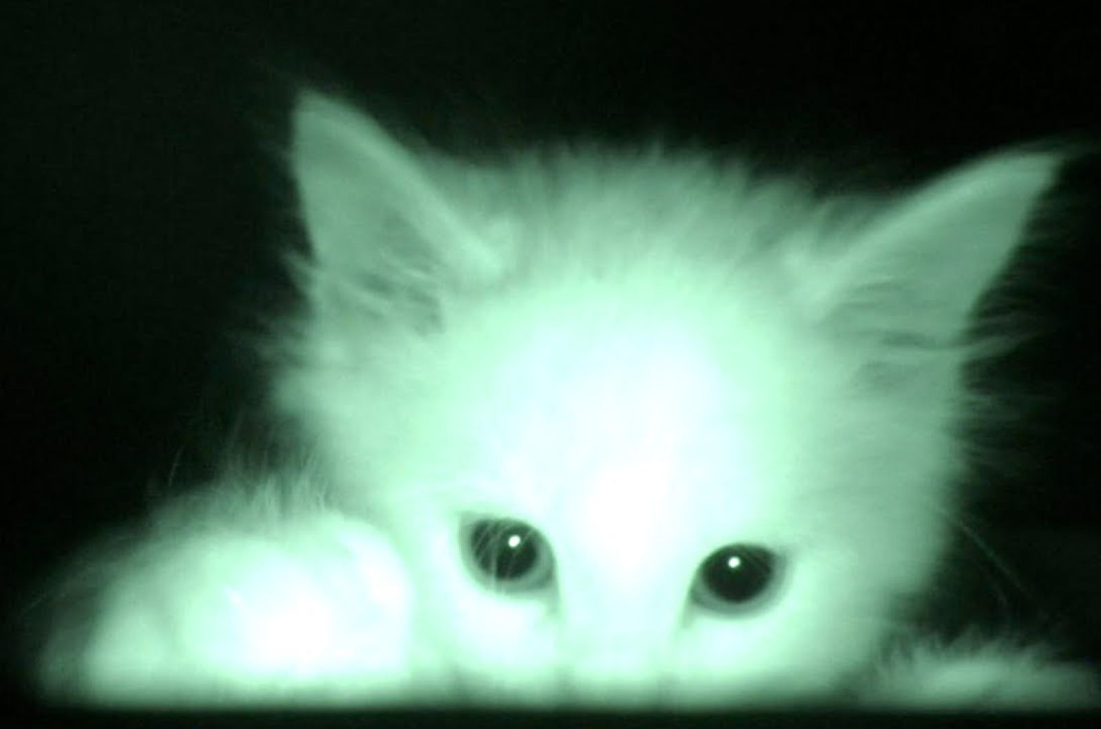 kitten on a camera