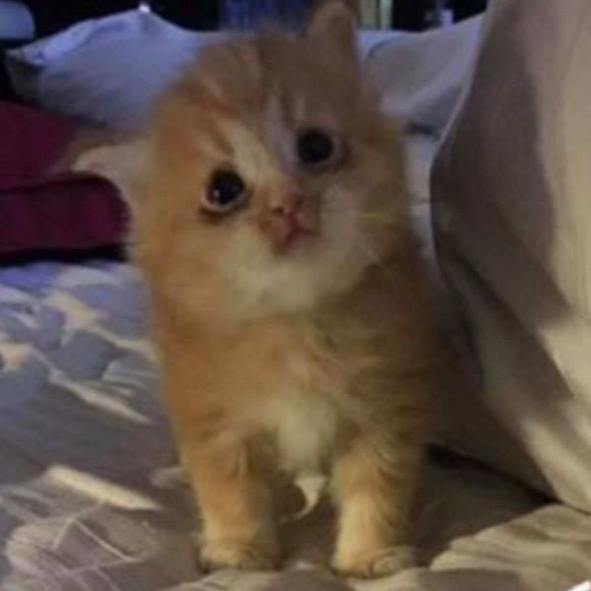 kitten on the bed