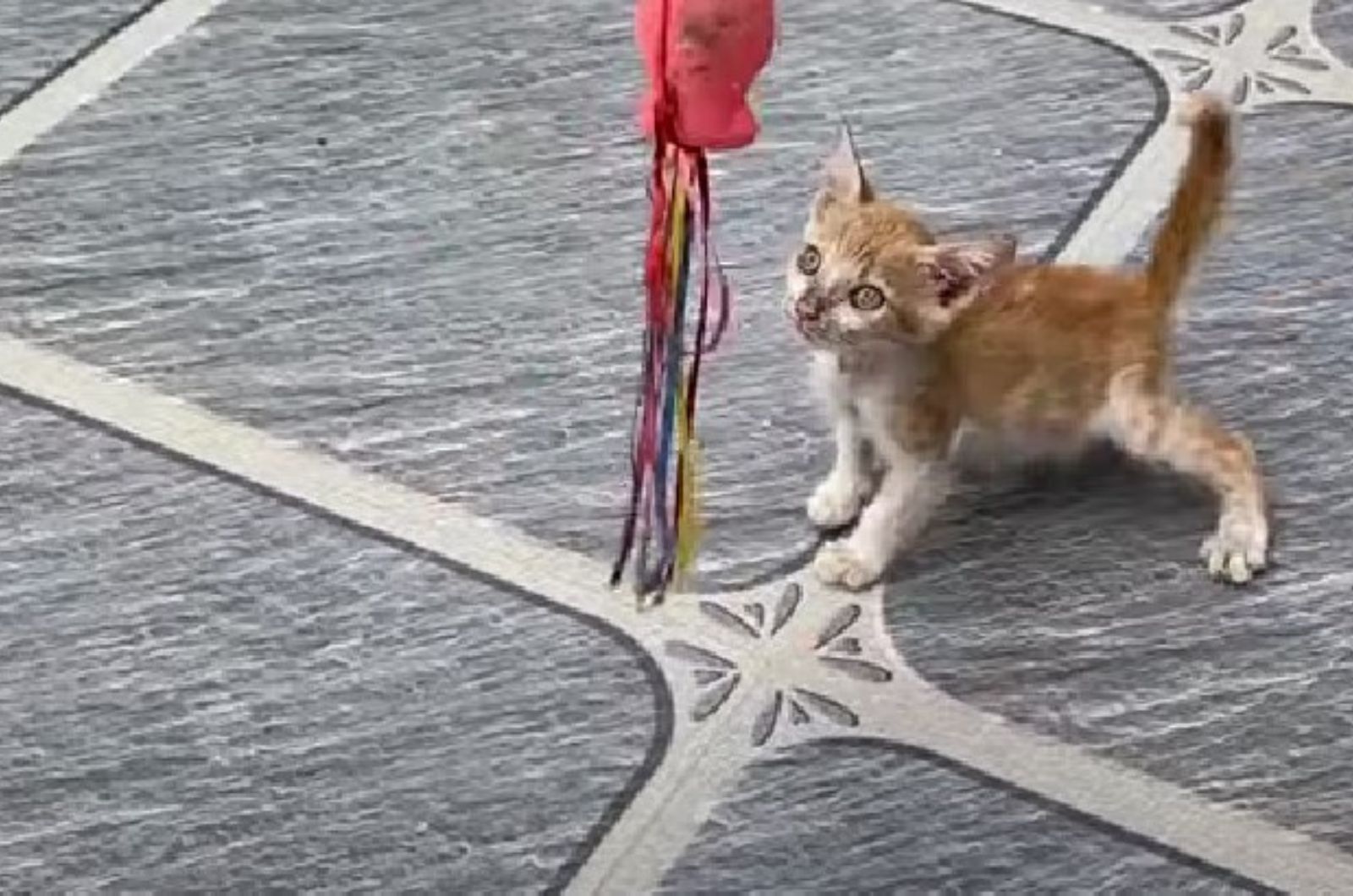 kitten playing with threads