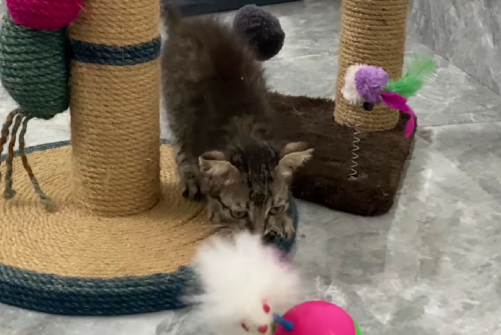 kitten playing with toys