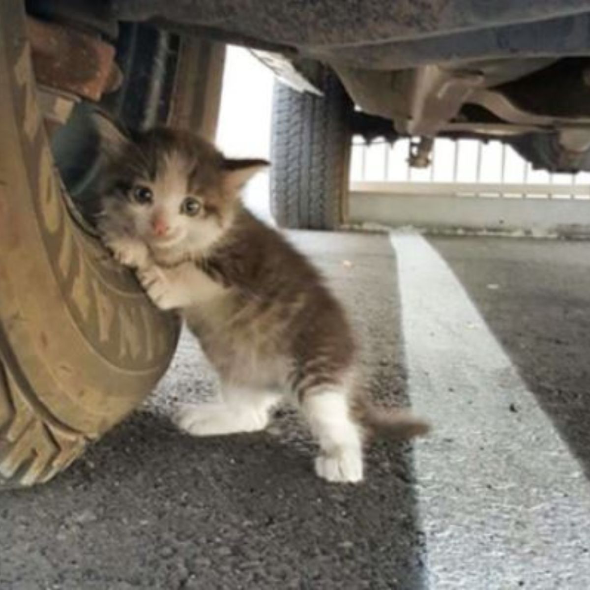 kitten stuck under a truck