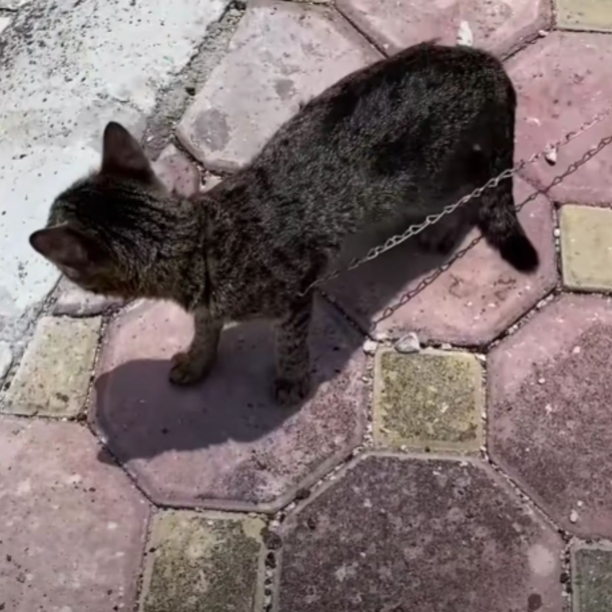 kitten tied on a chain