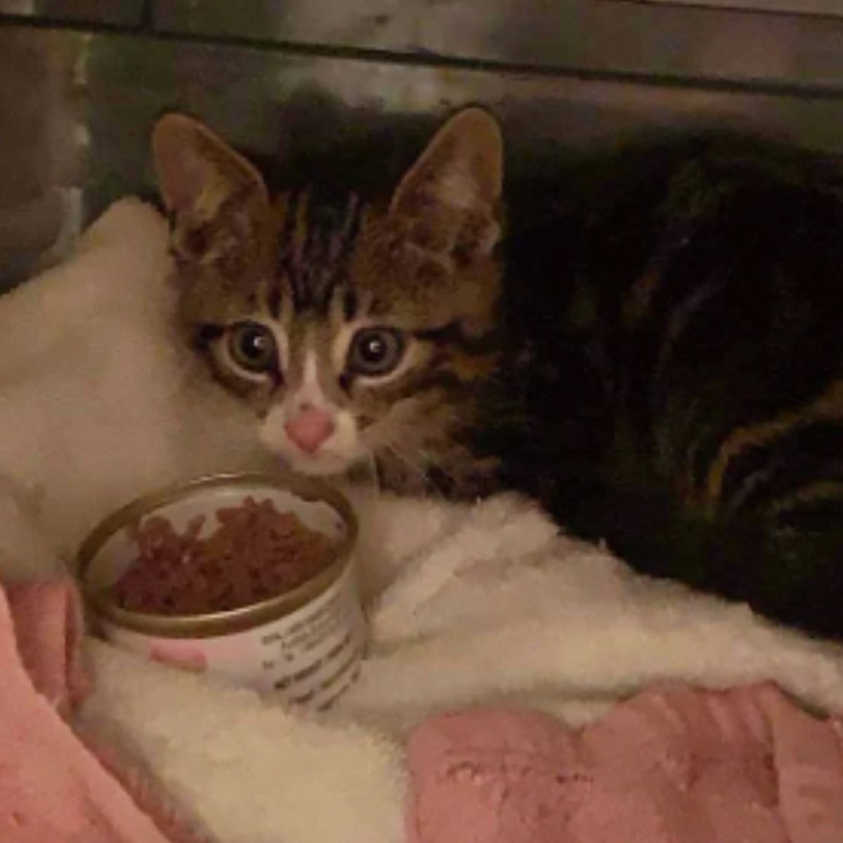 kitten with a can food