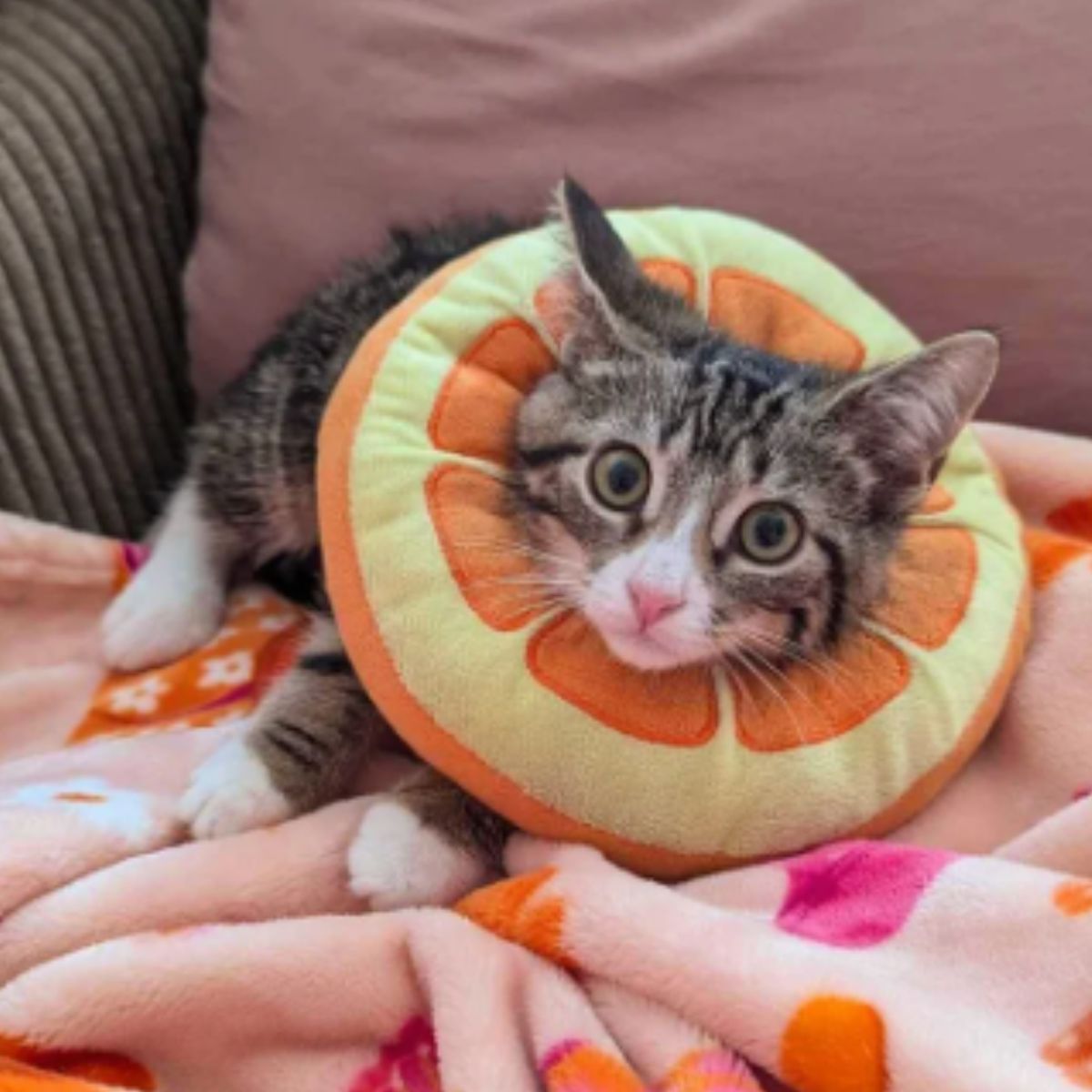 kitten with an orange collar