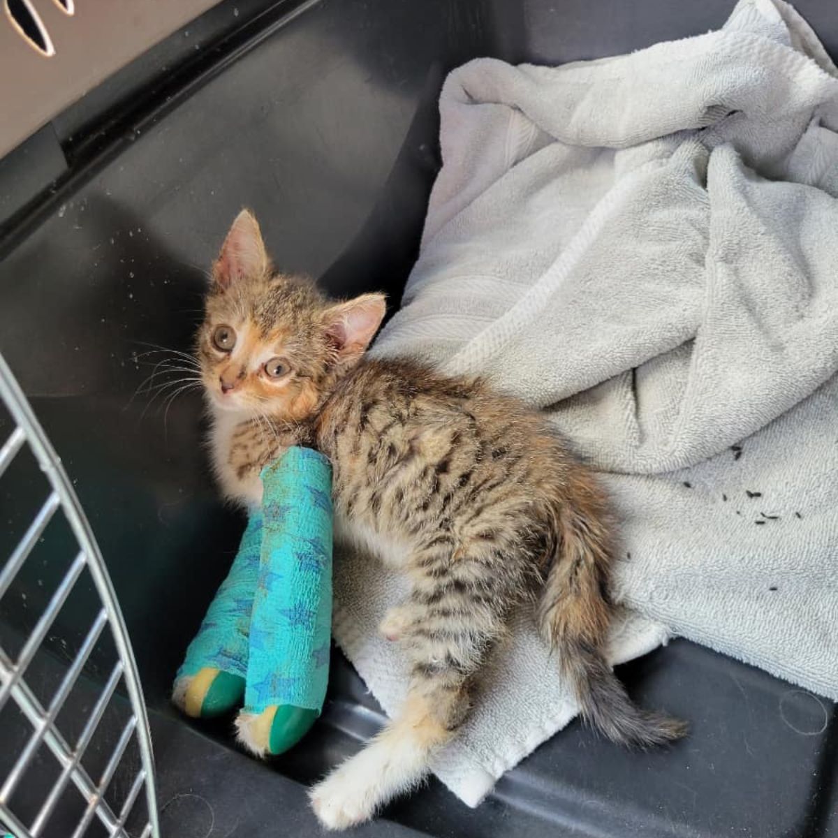 kitten with injured legs