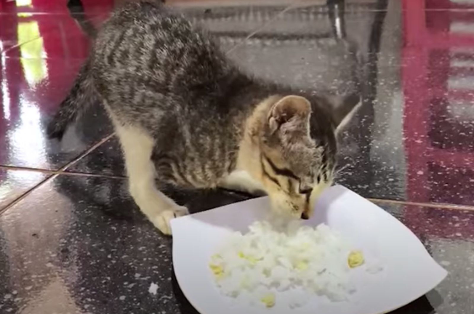 kitten without paws eating