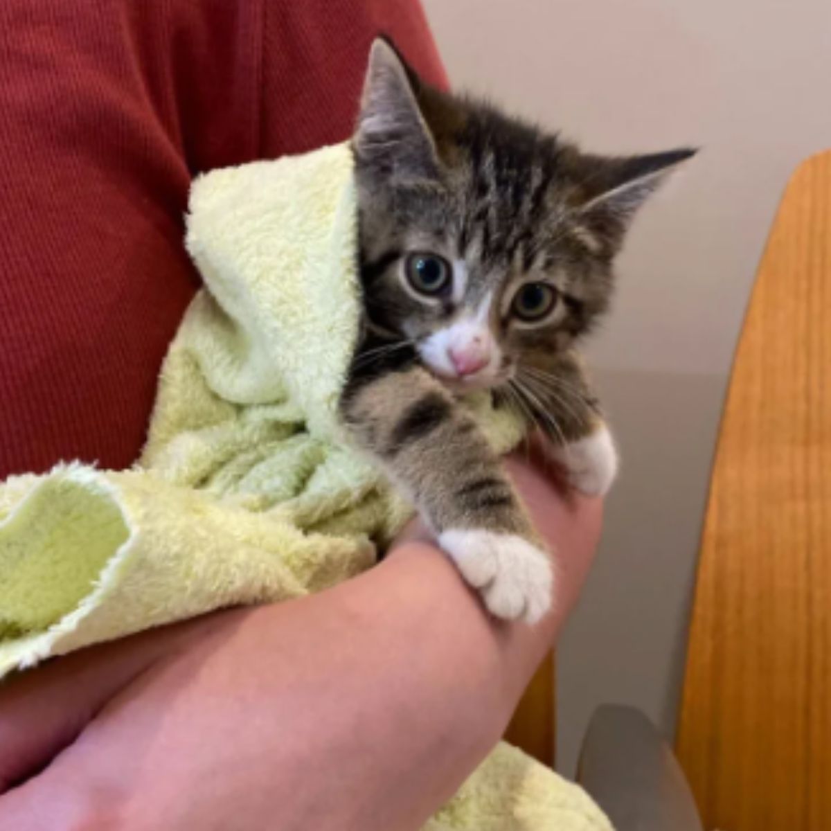 kitten wrapped in towel