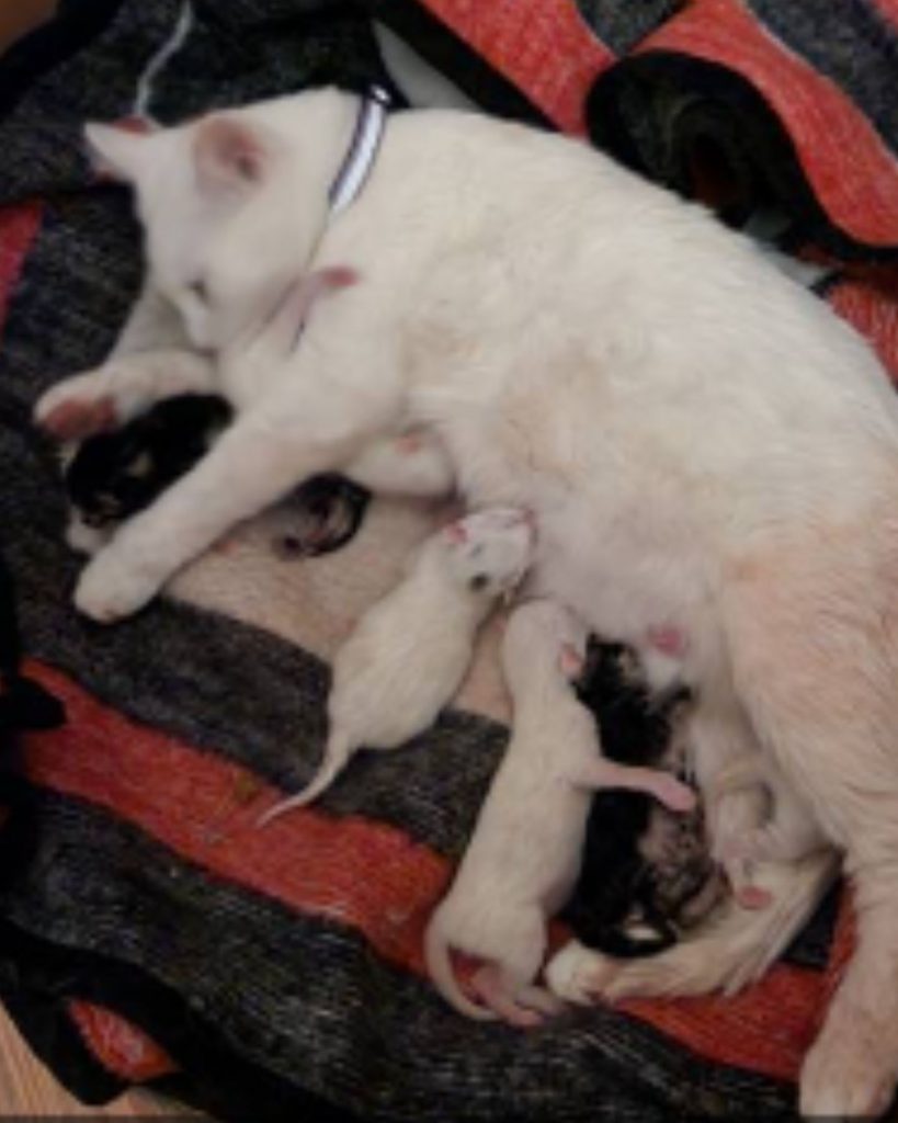 kittens are nursing a white mother cat