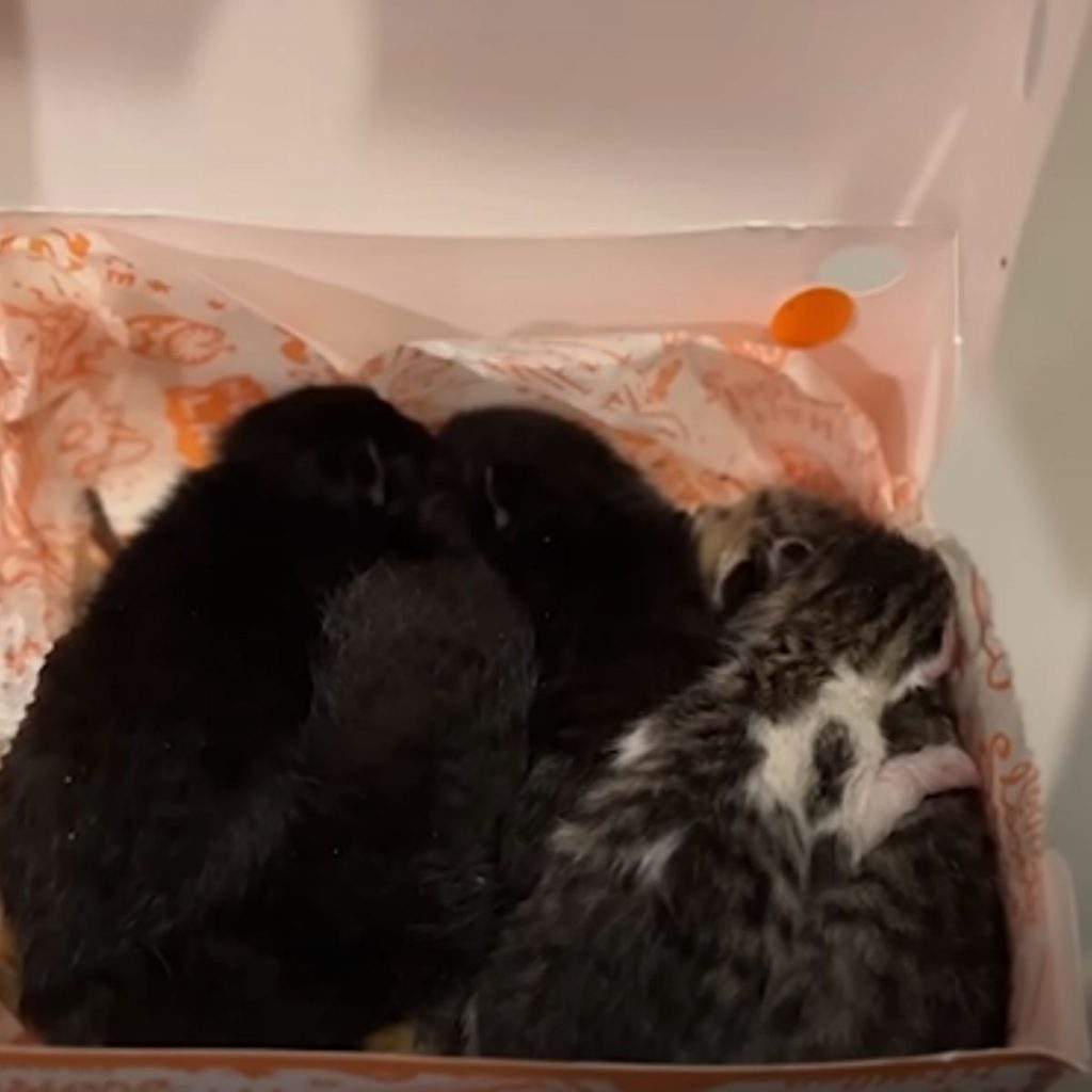 kittens in a box