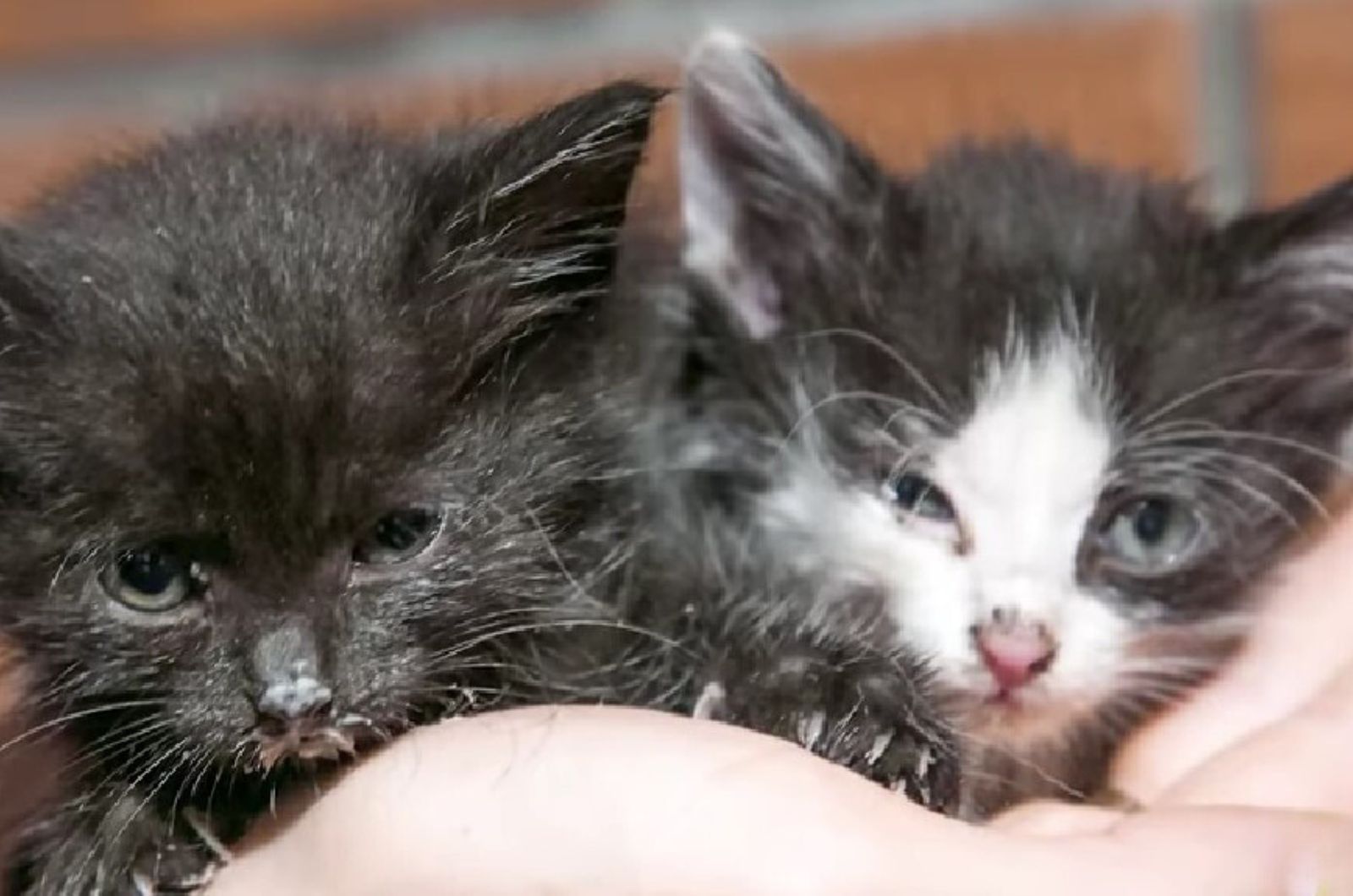 kittens laying together