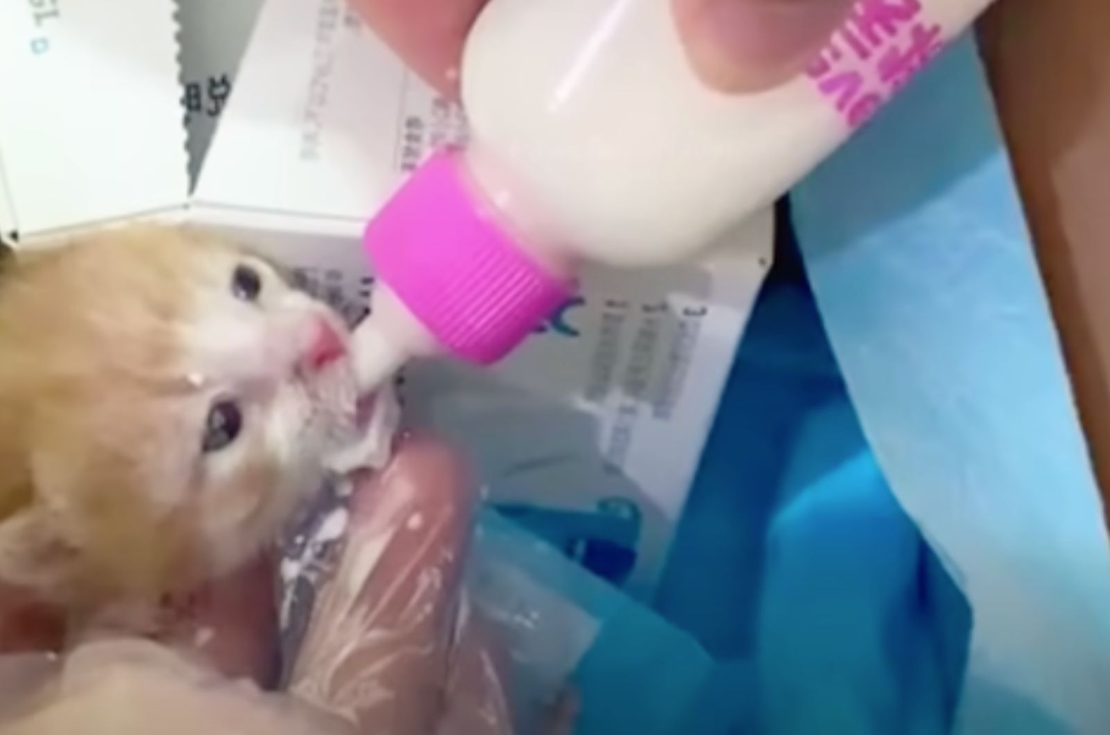 kitty eats milk