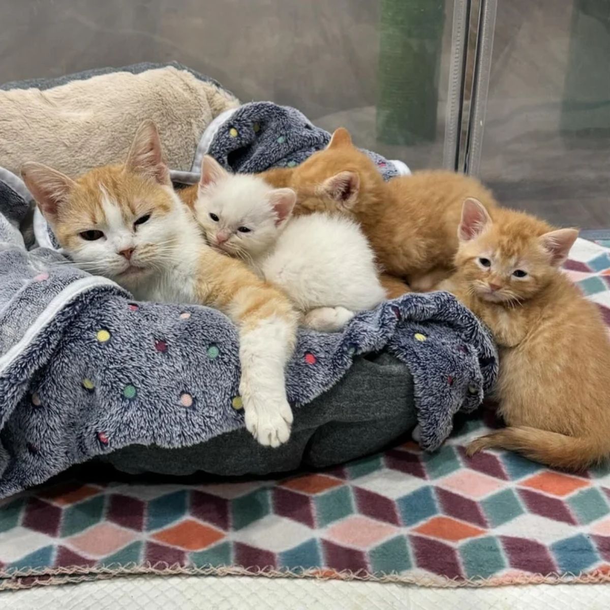 mama cat lying with her kittens