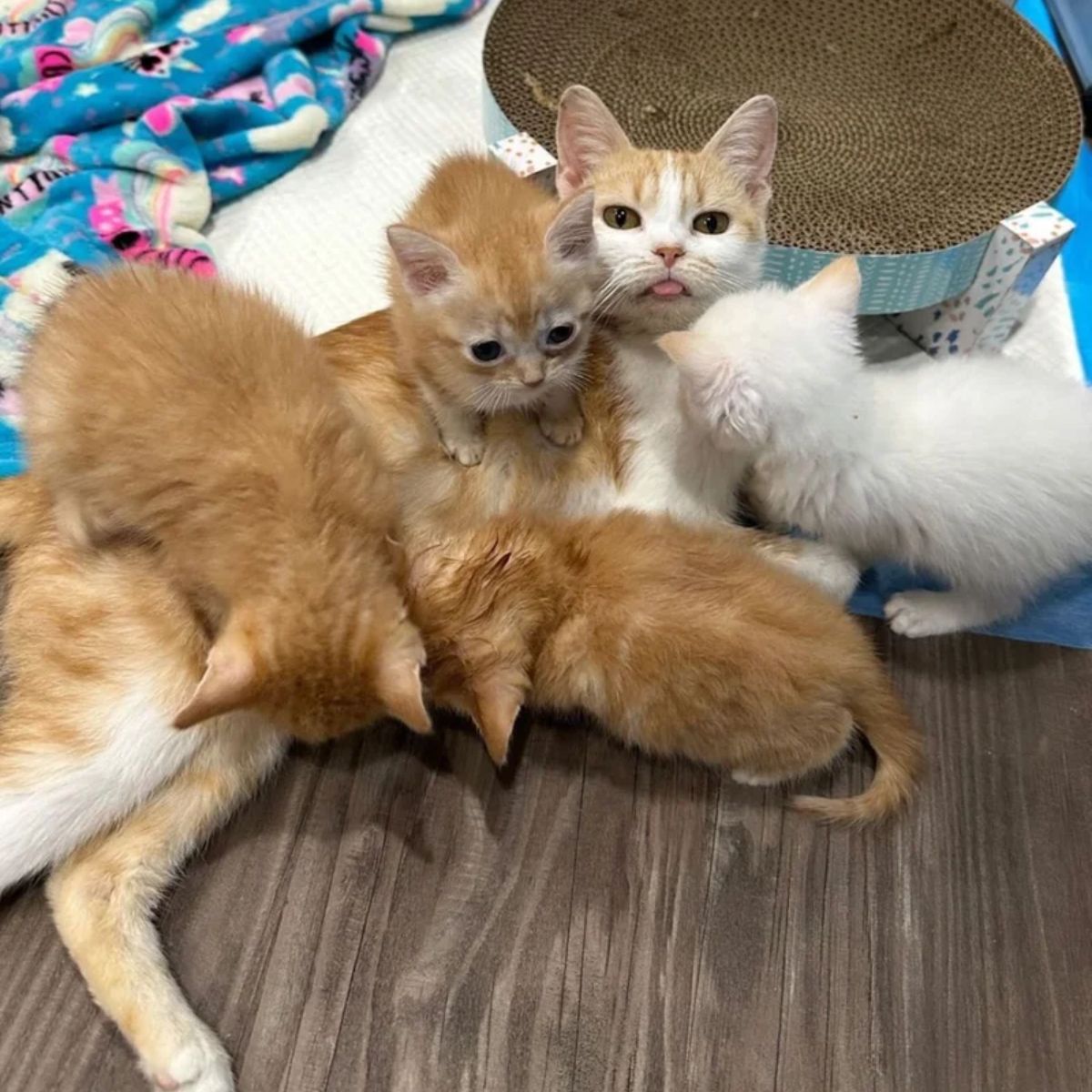 mama cat with her kittens