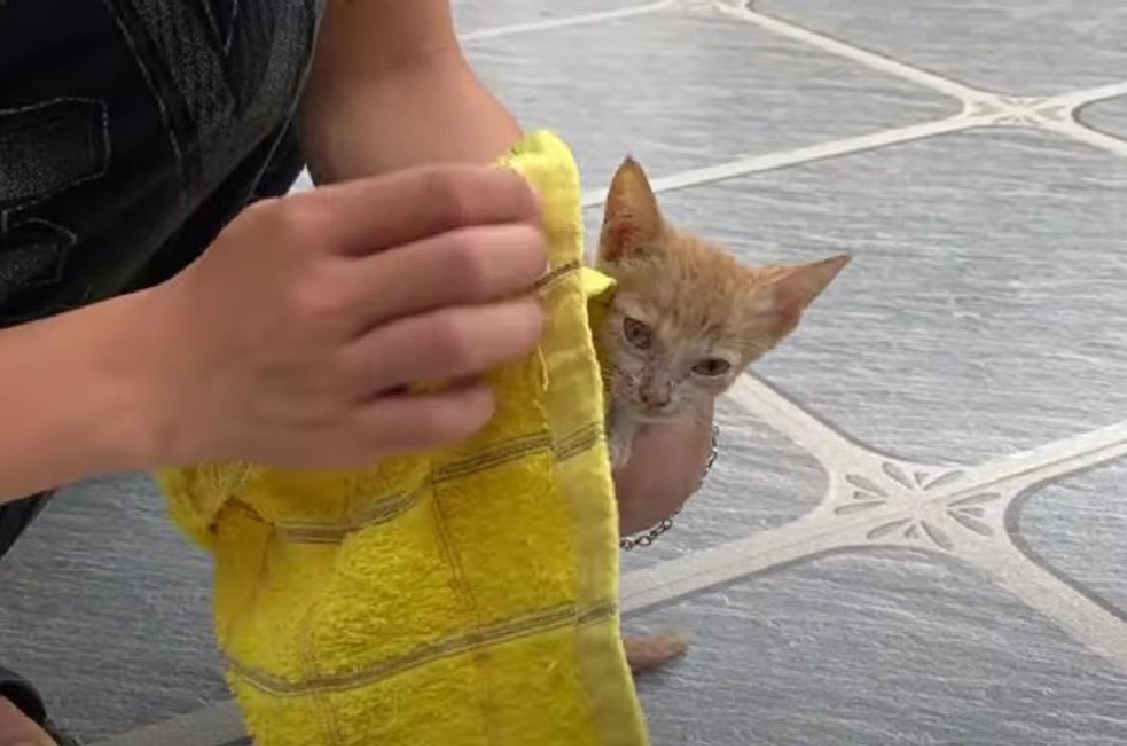 man and abandoned kitten