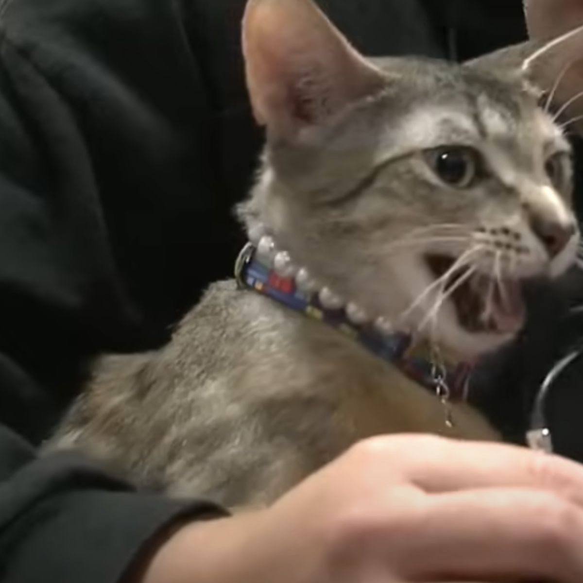 man holding a gray cat