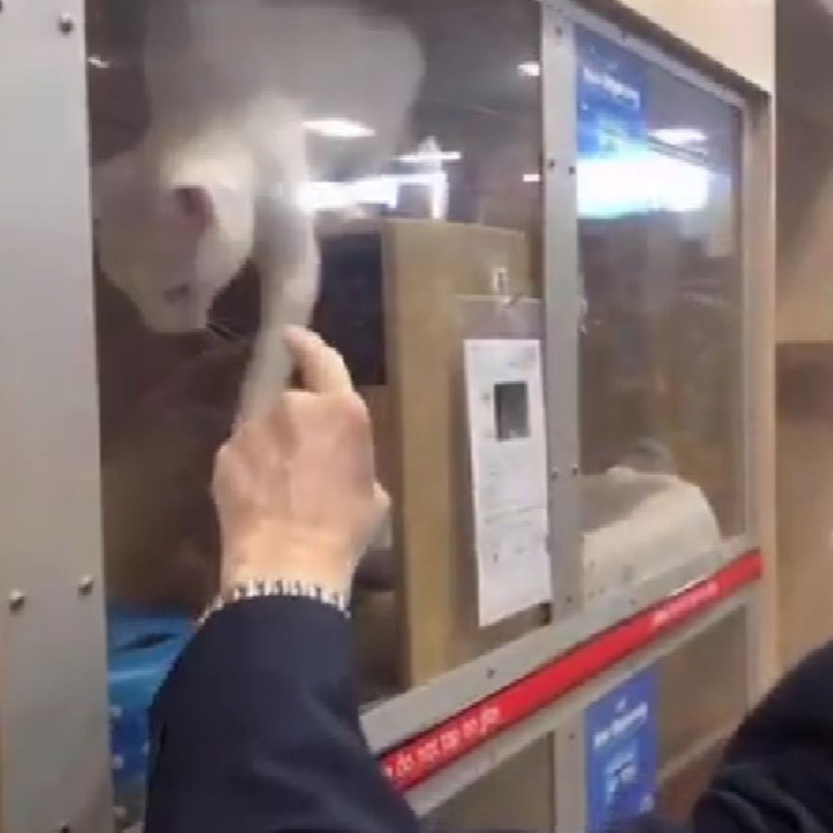 man touching glass of cats shelter