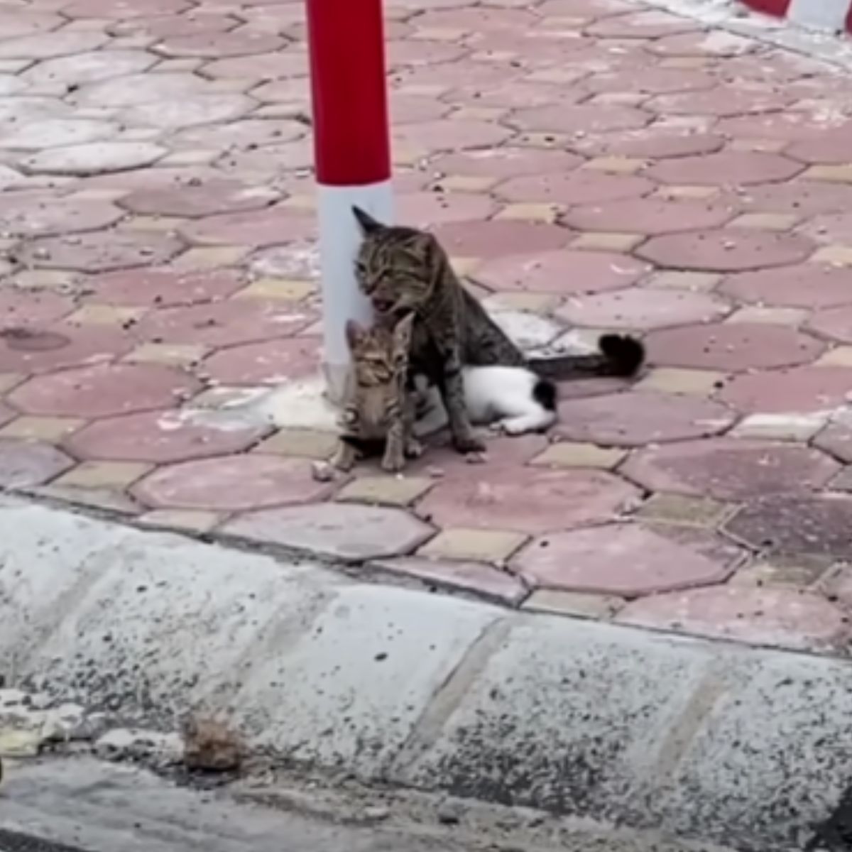 mother cat protects a kitten