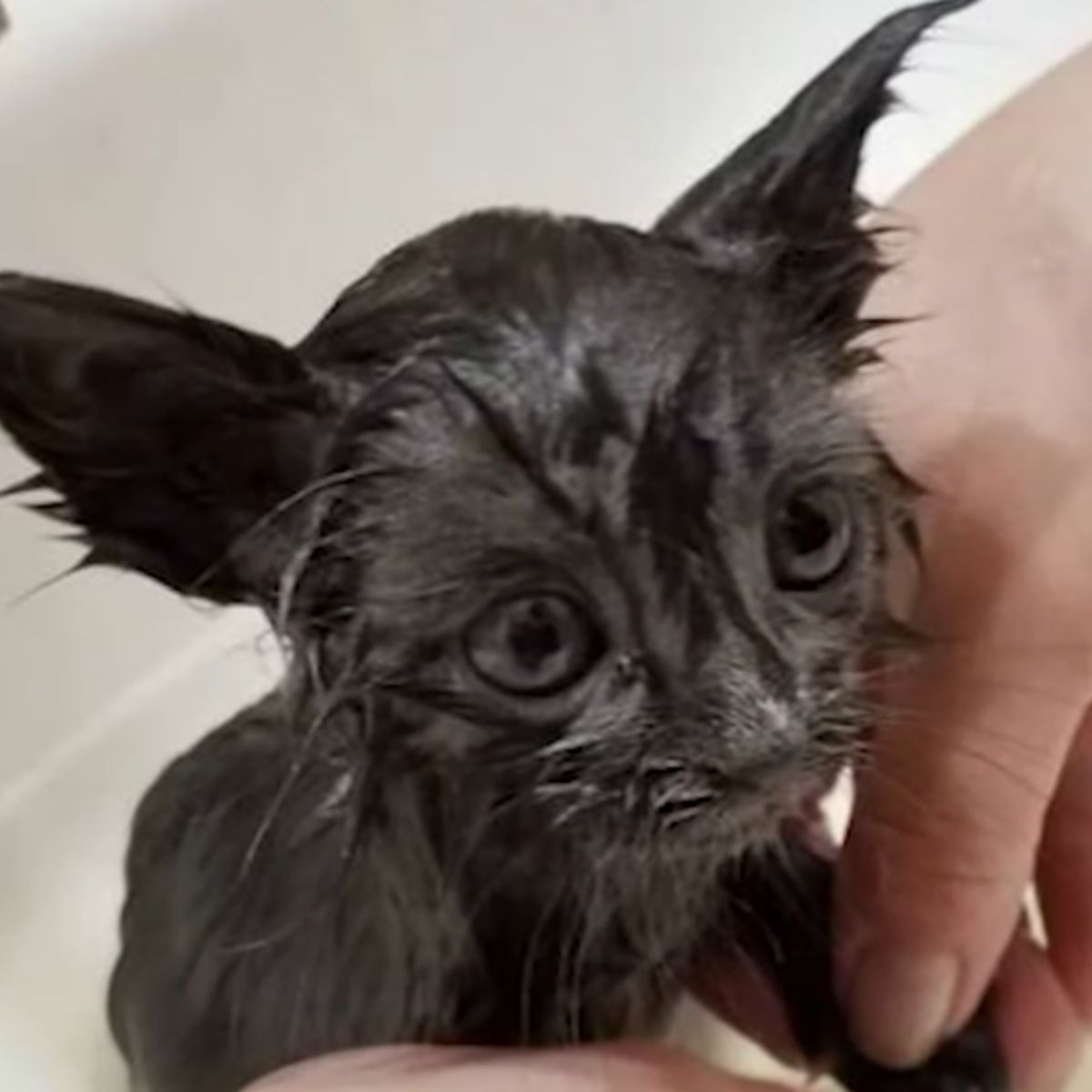 owner bathing a kitten