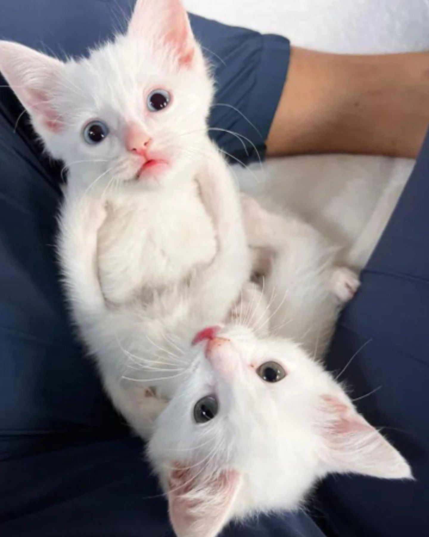 owner holding white kittens