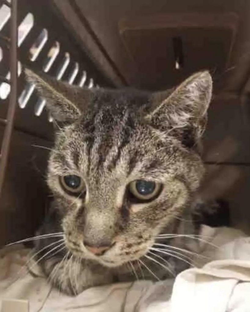 portrait of a cat in a cage