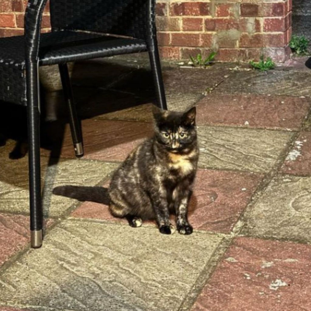 portrait of a pregnant cat