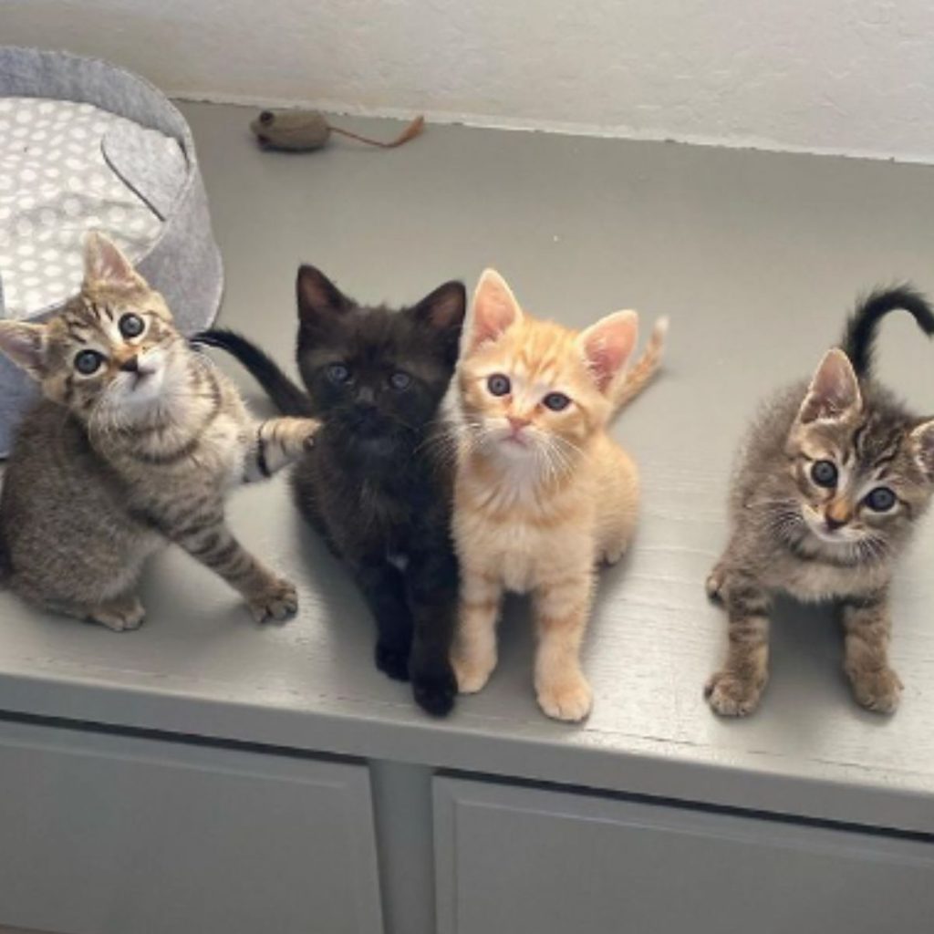 portrait of four kittens on a gray chest of drawers