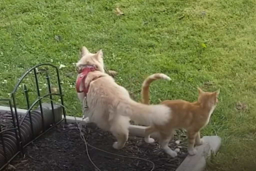 portrait of two cats in the garden