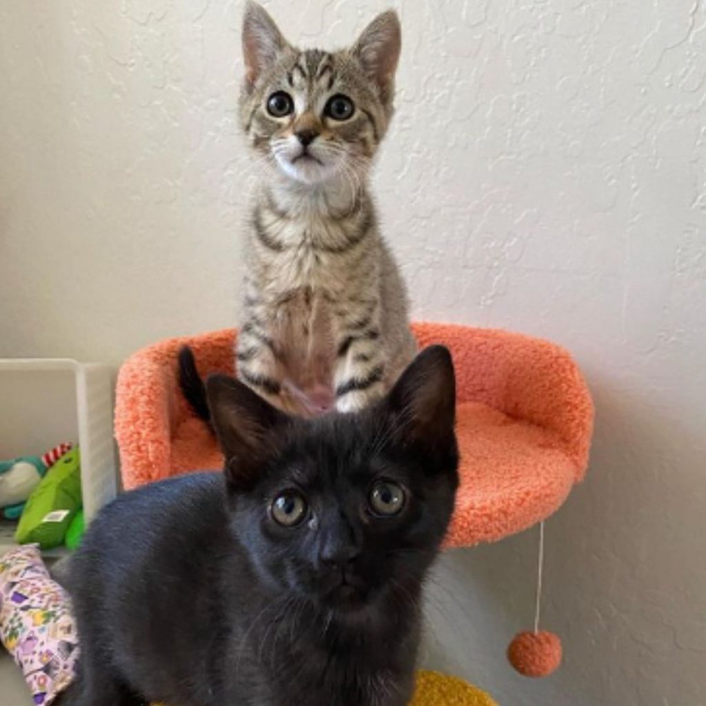 portrait of two cats looking at the camera