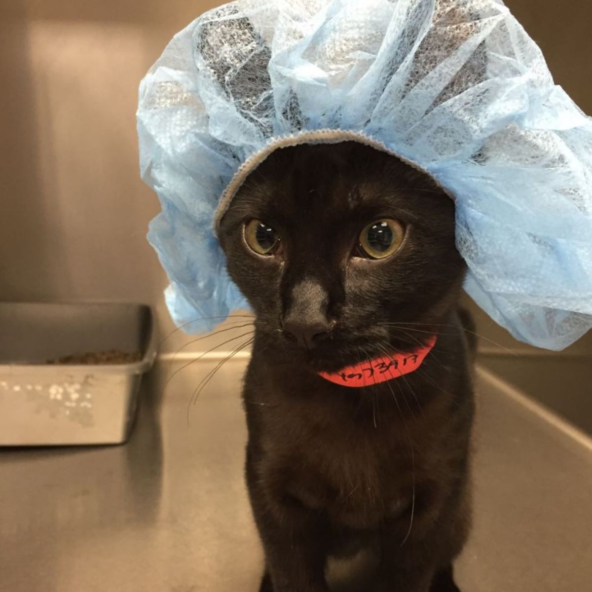 pre-surgery cat