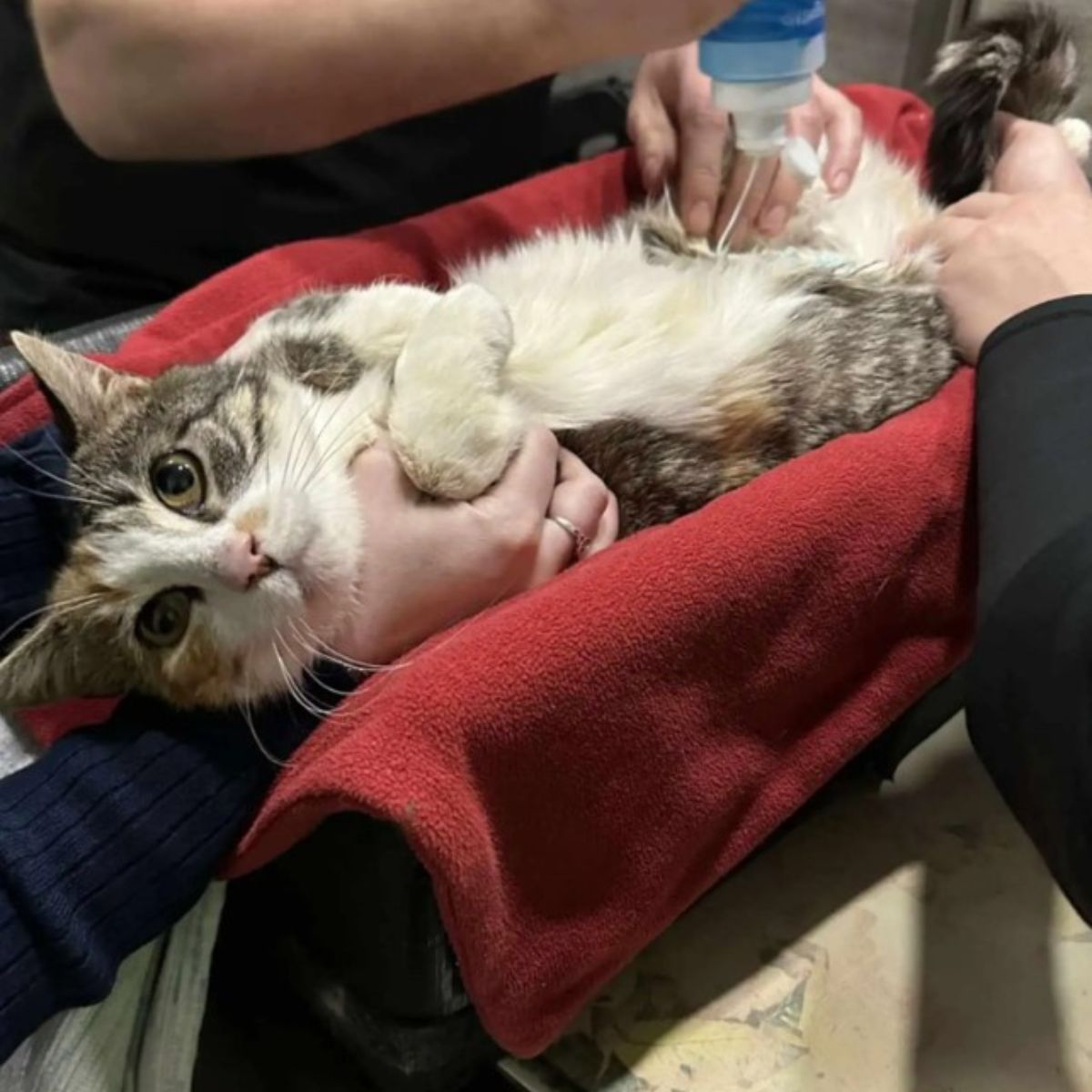 pregnant cat getting an ultrasound