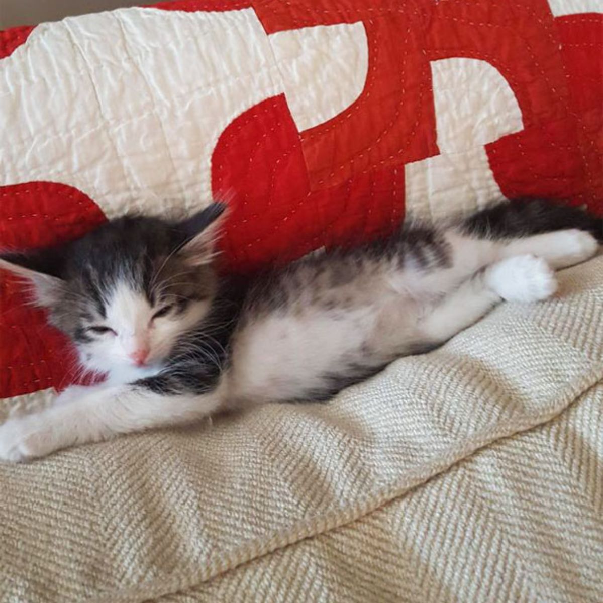 rescued kitten sleeping on couch