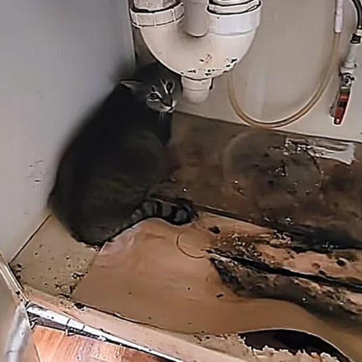 sad cat hiding under a sink