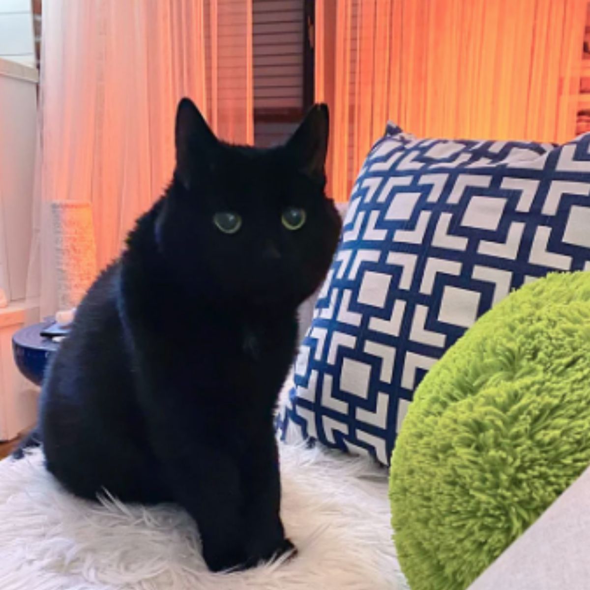 senior cat sitting on bed