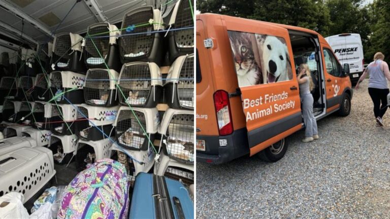 Fatal Virus Puts 36 Mississippi Cats In Danger, But Amazing Cross-Country Rescue Saves Them All