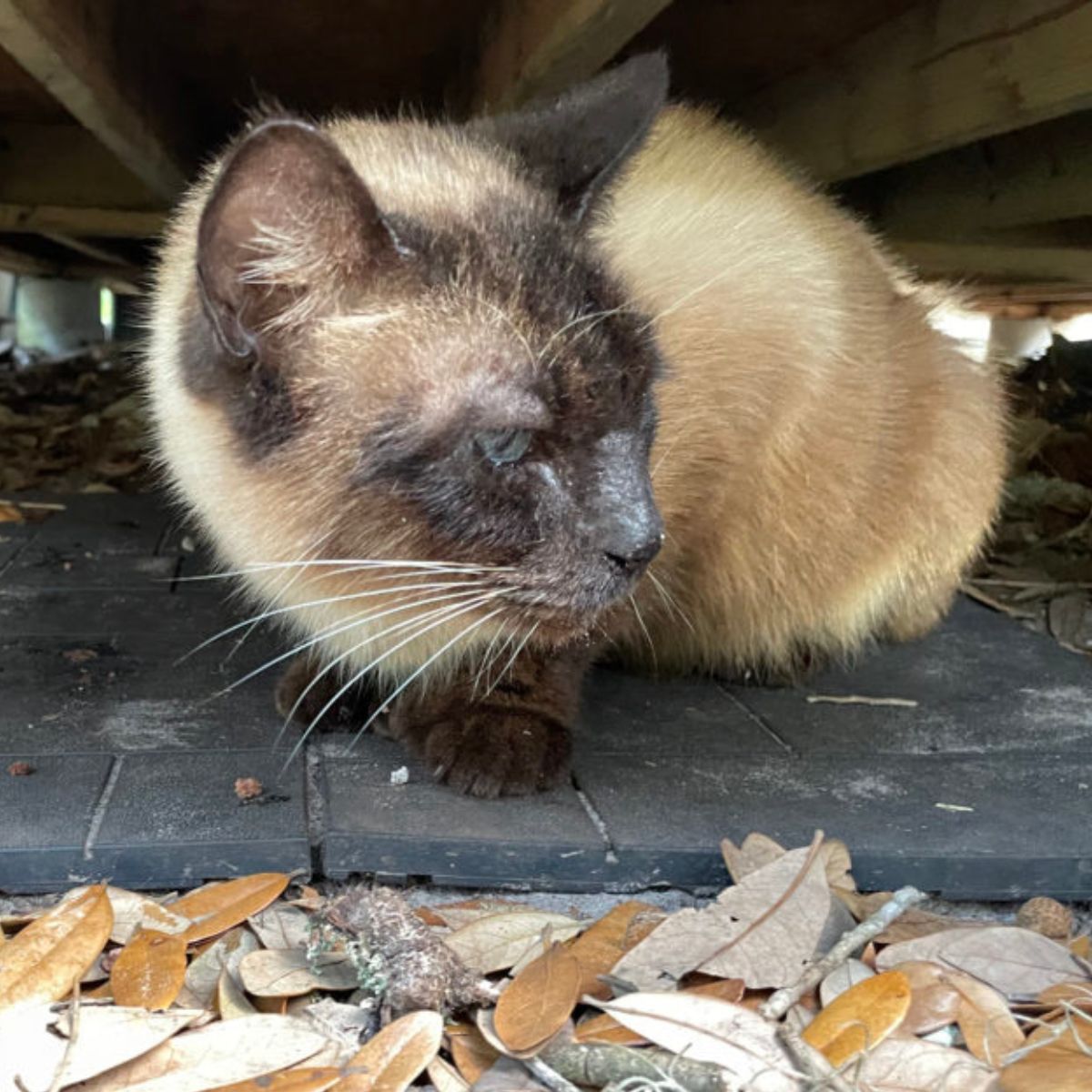 Siamese cat