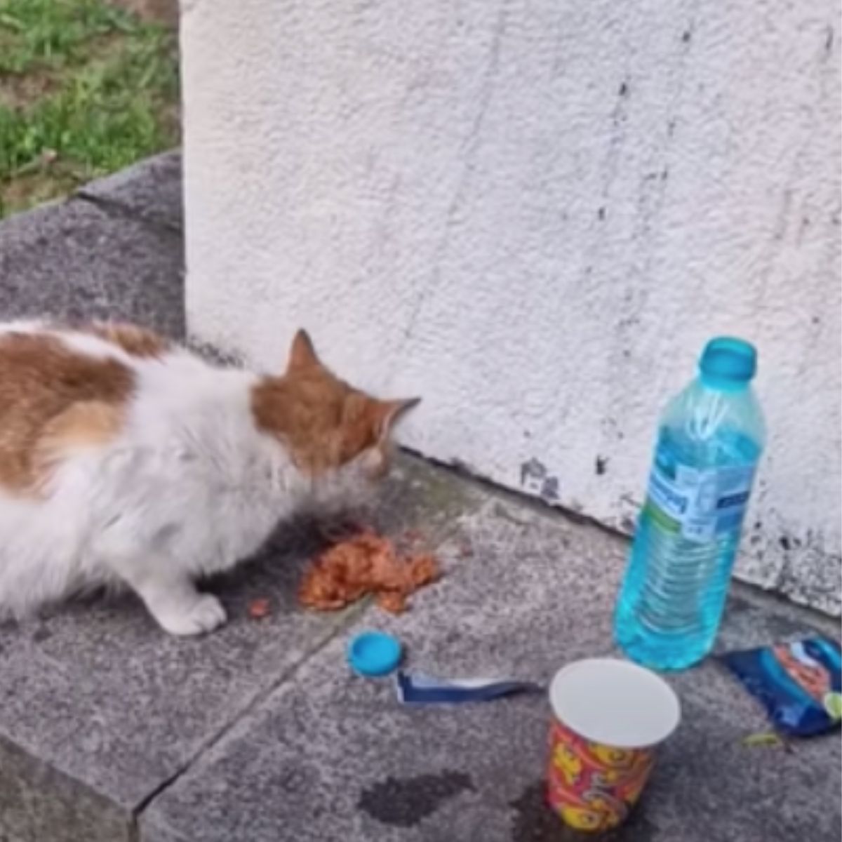 stray cat eating