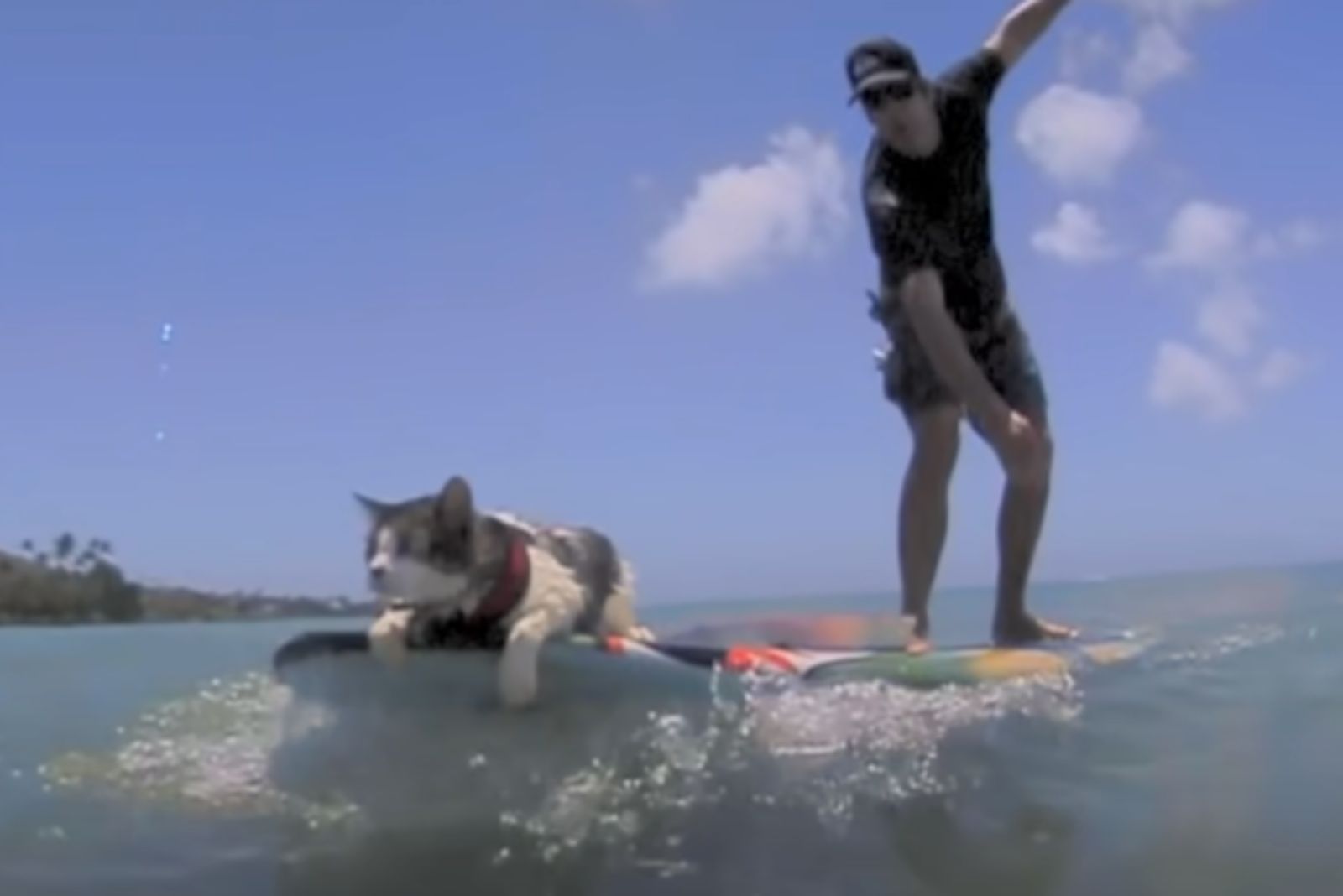 surfer and cat