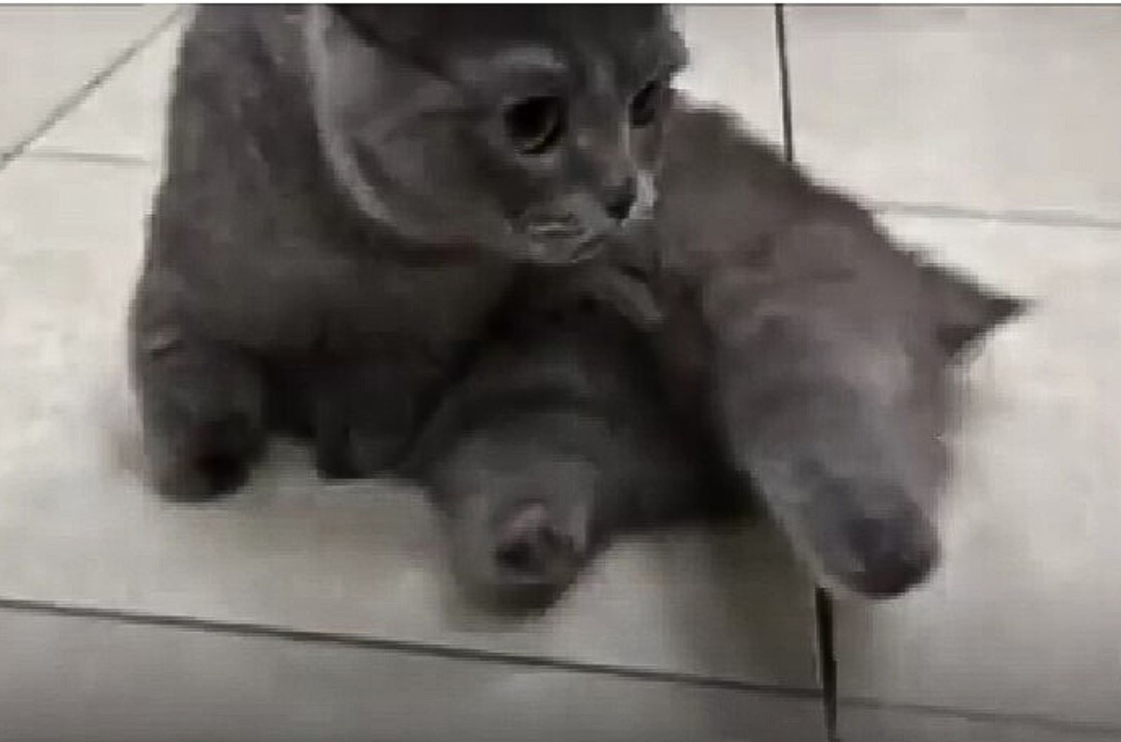 sweet gray kitten laying down