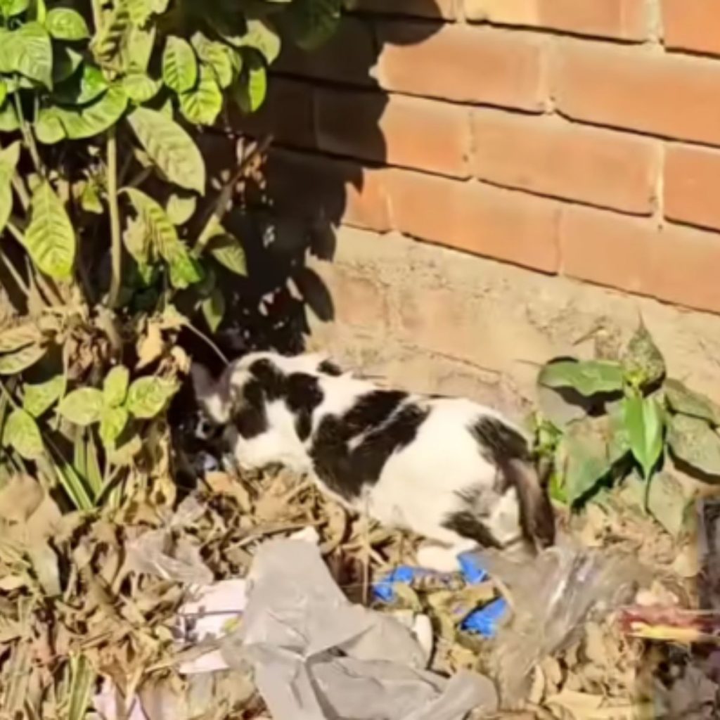 the cat digs the leaves