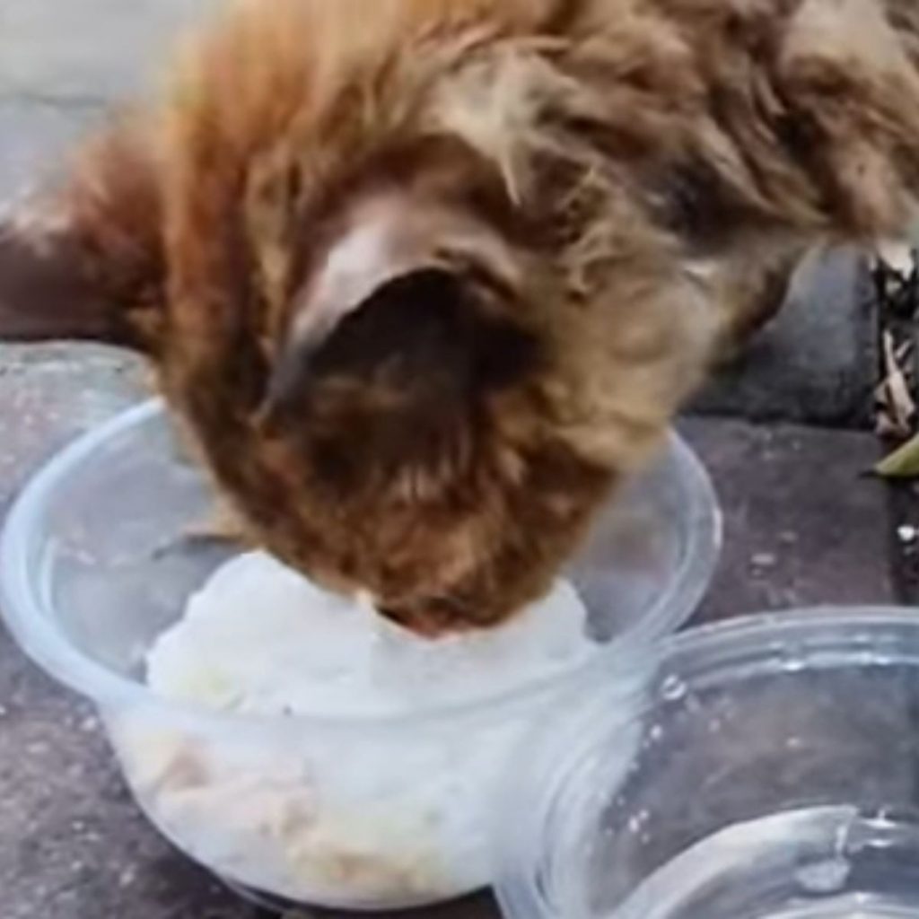 the cat eats from a plastic bowl