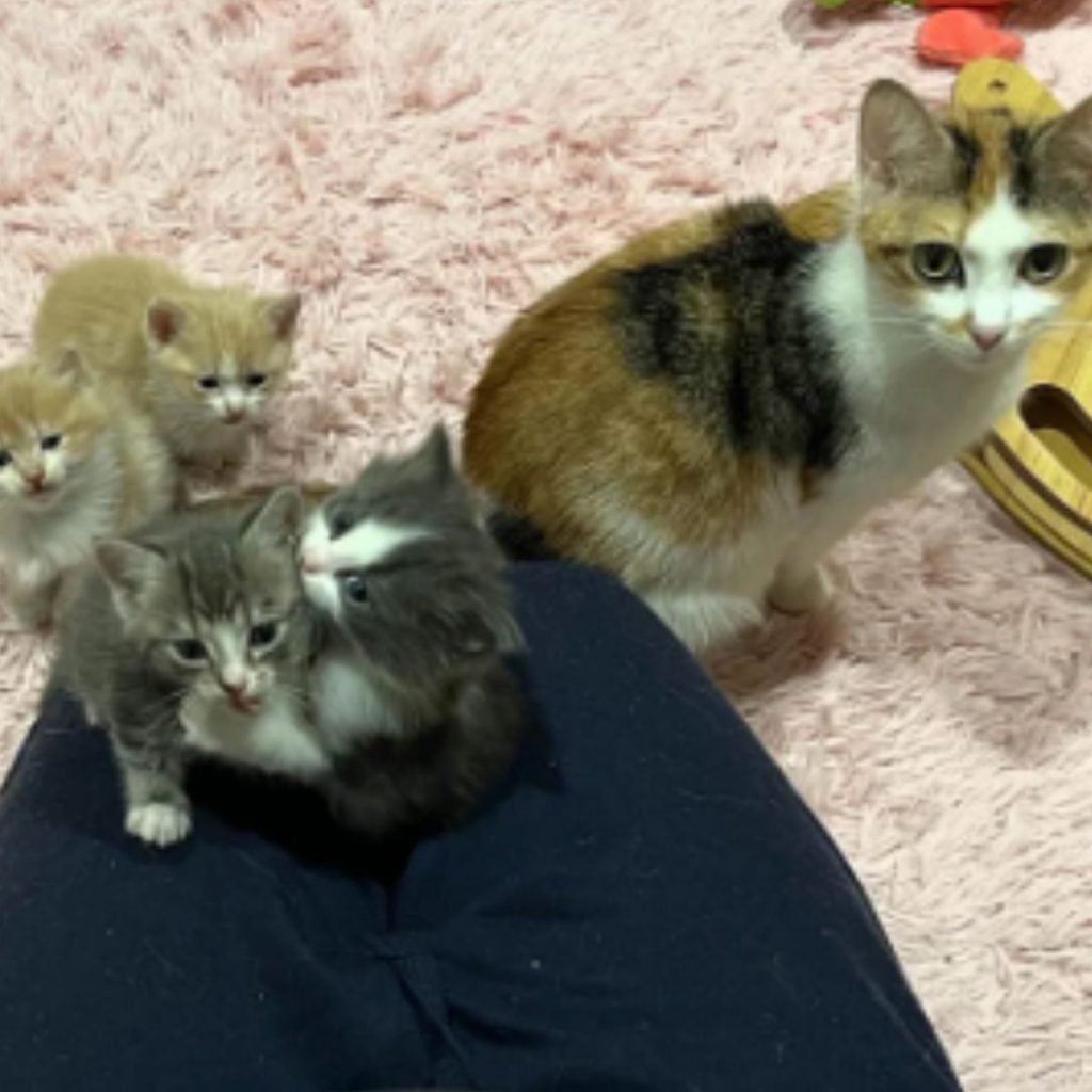 the cat follows the kittens as they play with the woman