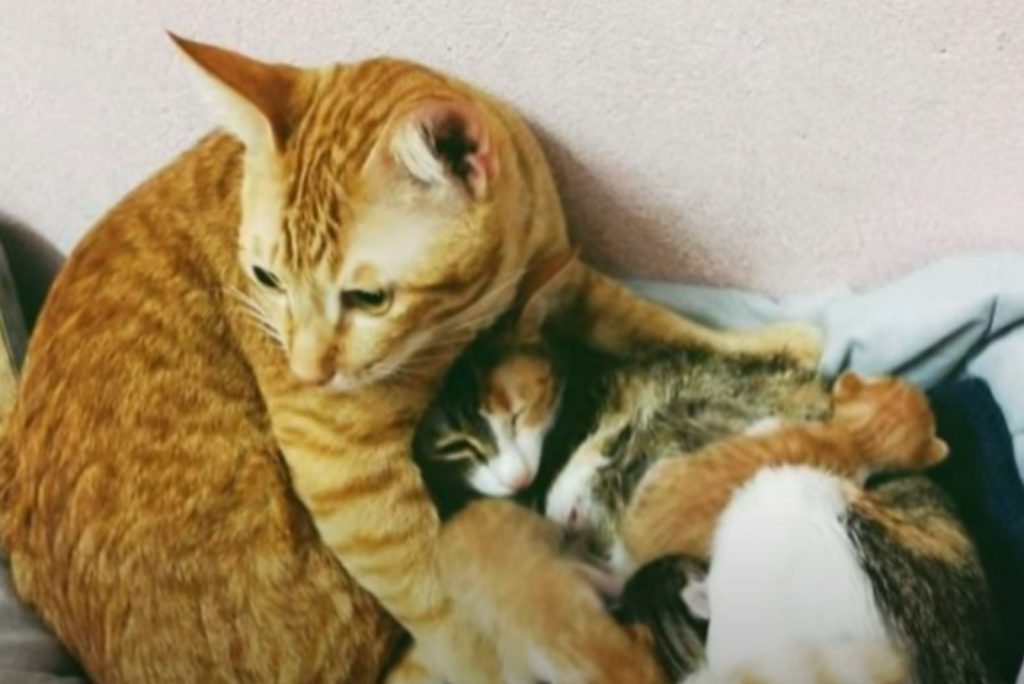 the cat hugged her kittens