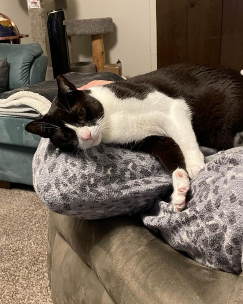 the cat is lounging on the couch